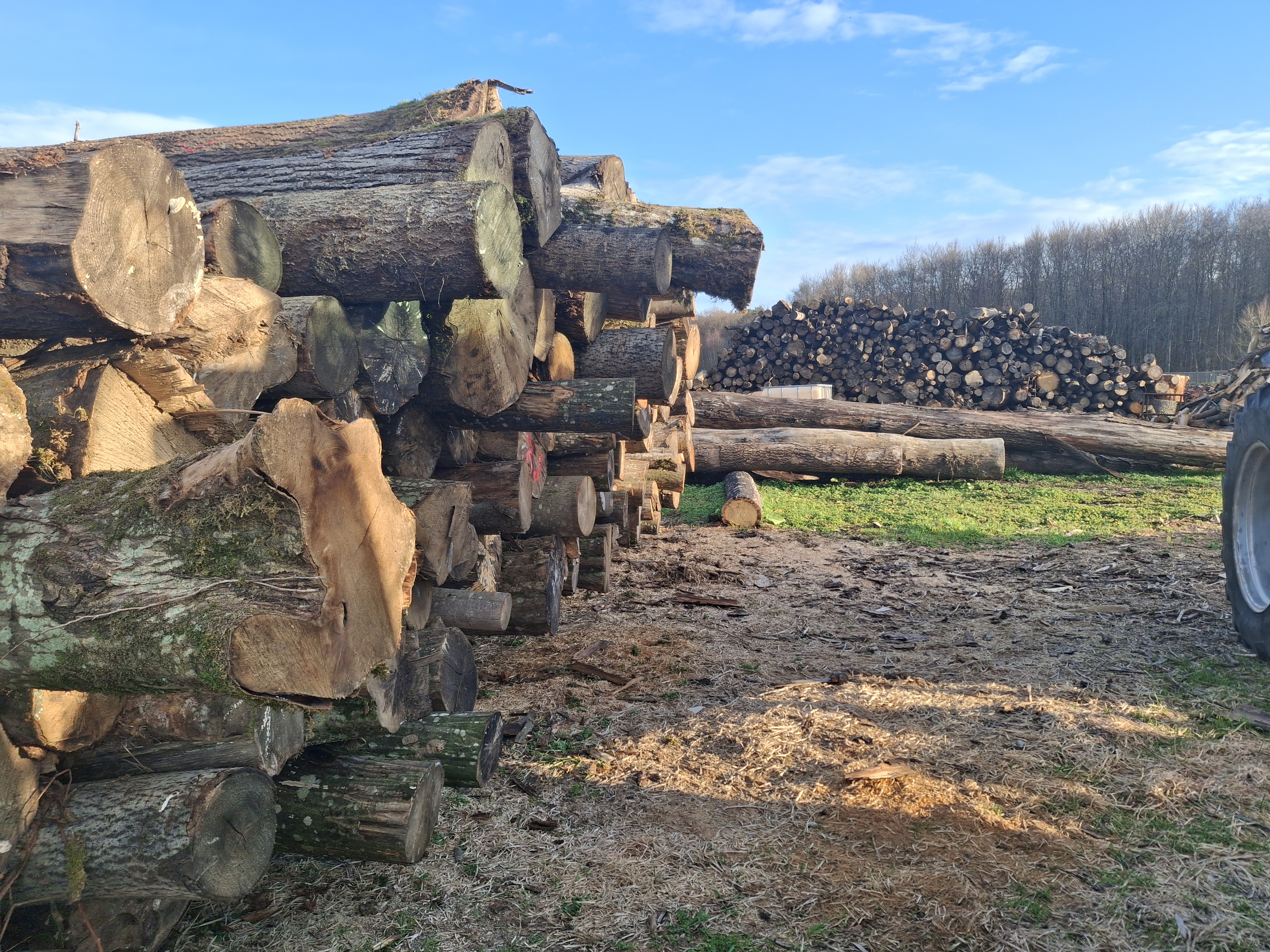  <span class="lte-header lte-h4"> Charme<br />
<span> Taille : 25 cm, 33 cm, 40 cm et 50 cm </span> </span> 